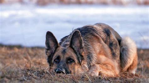 All About German Shepherd Dog Price Health Feeding And Grooming