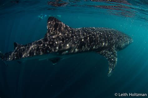 Ningaloo A Swim With The Whale Sharks Western Australia Exmouth