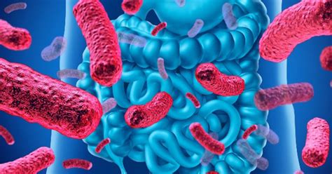 Los 3 Tipos De Microbiota En El Cuerpo Humano