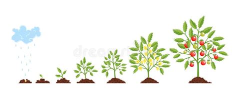 Stage Growth Plant Growth Stages From Seed To Flowering And Fruiting