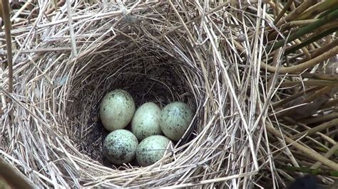 10 Uk Birds Eggs In Nest Compilation Pt1 Youtube
