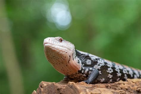 Northern Blue Tongued Skink Traits History And Care With Pictures