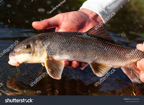 White Sucker Fish Caught While Fly Stock Photo 1864508302 Shutterstock