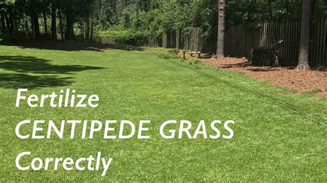 How To Fertilize Centipede Grass Centipede Lawn Care Youtube