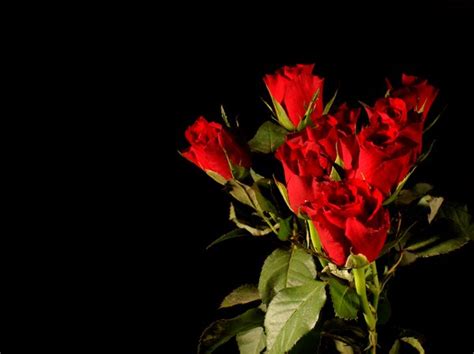 Free Download Single Red Rose Black Background 1600x1361 For Your