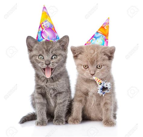 Birthday Kitten Party Cat Therapy Is Turning 2 The Santa Barbara