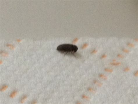 The Best Small Black Bugs In Bedroom 2022 Octopussgardencafe
