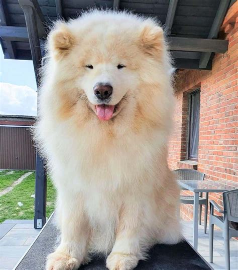 Samoyed Colors Are There Other Shades Aside From White