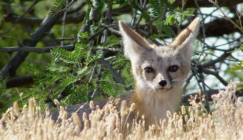 Desert Kit Fox Fox Animals Mammals