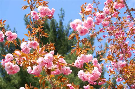 11 Pink Flowering Trees For Your Yard