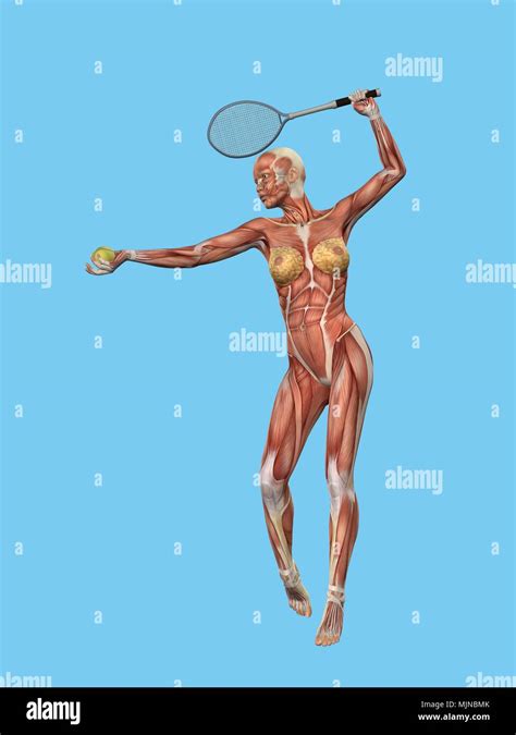 Anatomie De La Femme Banque De Photographies Et Dimages Haute R Solution Alamy