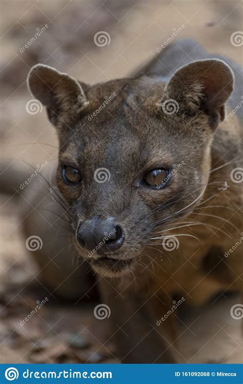 The Detail Of Fossa Cryptoprocta Ferox Unique Endemic Species Stock