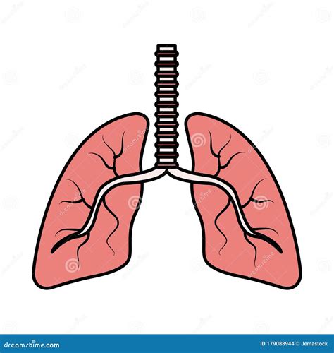 Lungs Organs Human Anatomy Icon Stock Vector Illustration Of