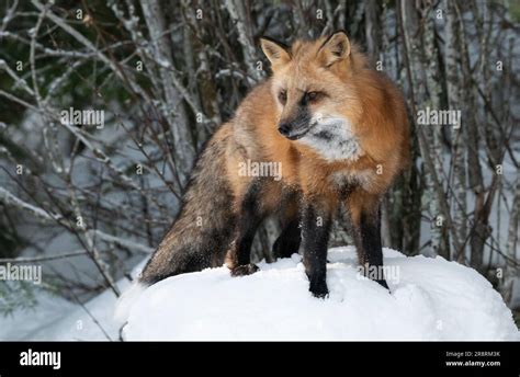 Red Fox Winter Alaska Stock Photo Alamy