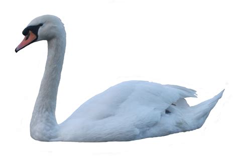 Swan Png Transparent Image Download Size 1600x1082px