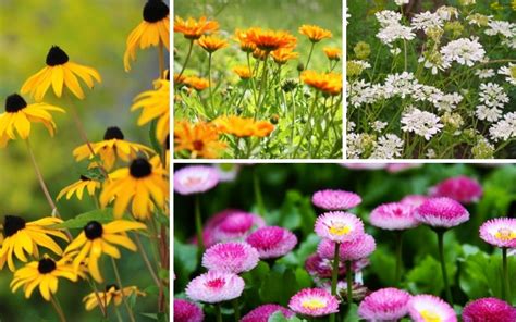 11 Perfect Hardy Annuals Plus Growing Tips Garden Lovers Club