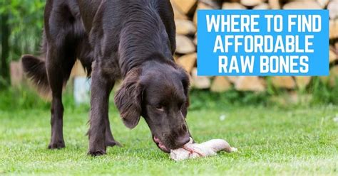 What Is A Raw Meaty Bone For Dogs