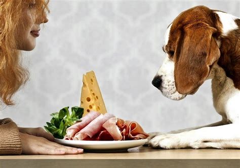 This is meat which has been taken from dead, diseased or even disabled animals. Human Food for Dogs: Dog-Friendly Foods Tips And Advice