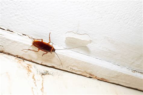 How Do Cockroaches Get Into Your Home Hawx Pest Control