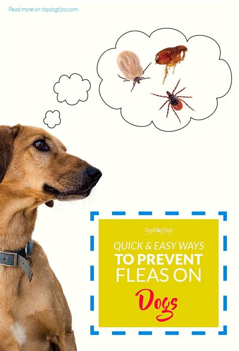 Most Important Steps For Preventing Fleas On Dogs And How To Do It