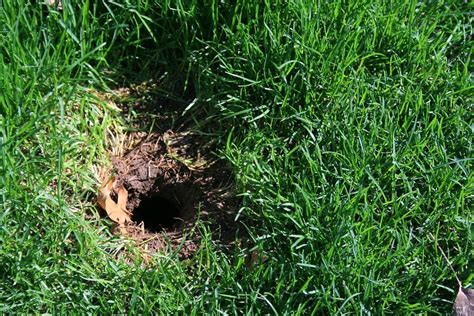 What Causes Holes In My Lawn