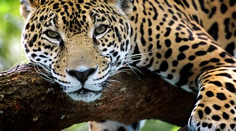 The meaning and symbolism of the word - «Jaguar»