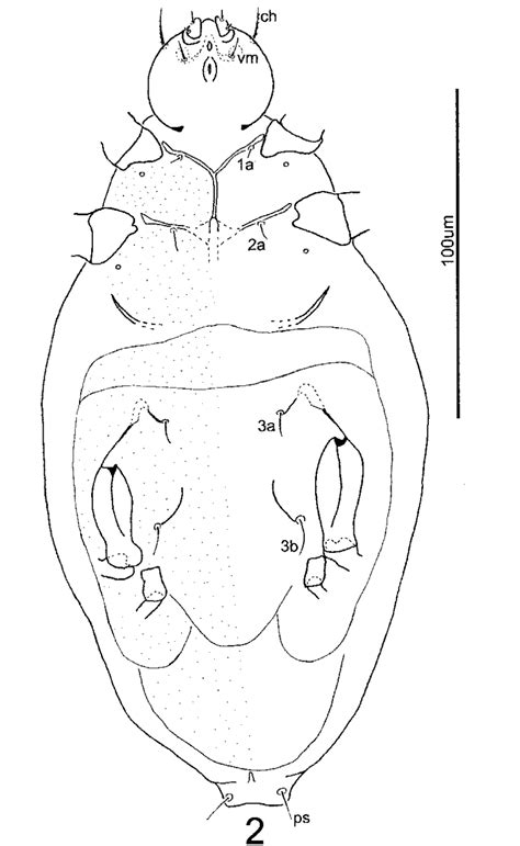 Steneotarsonemus Concavuscutum Sp Nov Female Ventral Surface