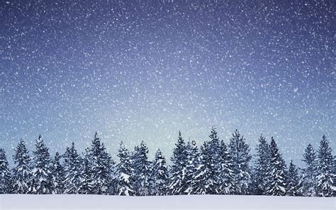 부스러기 숲 풍경 자연 눈 눈이 내리는 나무 겨울 Hd 배경 화면 Wallpaperbetter