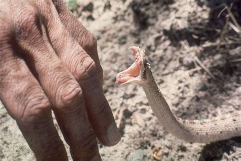 If I Suck The Poison Out Of A Snakebite Will I Live Mapquest Travel