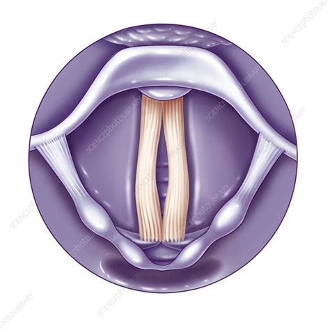 Vocal Cord Drawing Stock Image C0244345 Science Photo Library