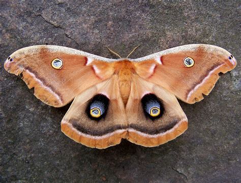 polyphemus moth antheraea polyphemus polyphemus moths lea… flickr