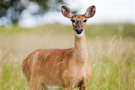 Fotos Gratis Naturaleza Césped Campo Pradera Animal Linda Fauna