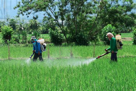Overuse Of Agricultural Chemicals On Chinas Small Farms Harms Health