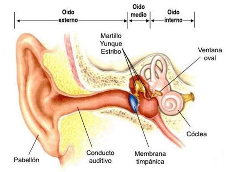 psicobiología de los sentidos el oído psicobiología organos de los sentidos oído interno