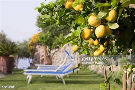 Amalfi Coast Lemon Trees Photos And Premium High Res Pictures Getty