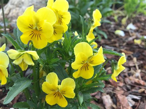 Yellow Violet | Viola nuttallii | Colorado Wildflower