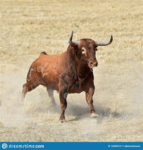 Bull In Spain With Big Horns Stock Image - Image of show ...