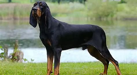 Black And Tan Coonhound Dog Breed Info Price Characteristics