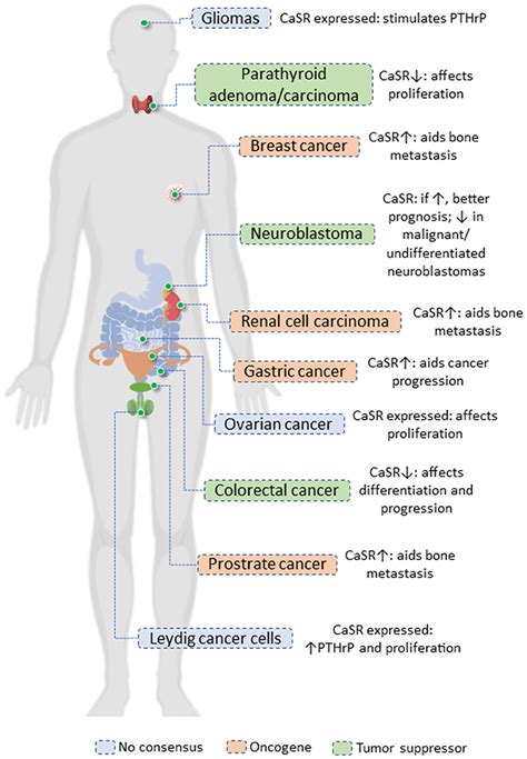 Frontiers The Casr In Pathogenesis Of Breast Cancer A New Target For