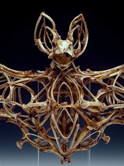 Artist Uses Bones To Create Chilling Sculptures Sculptures Bone Art