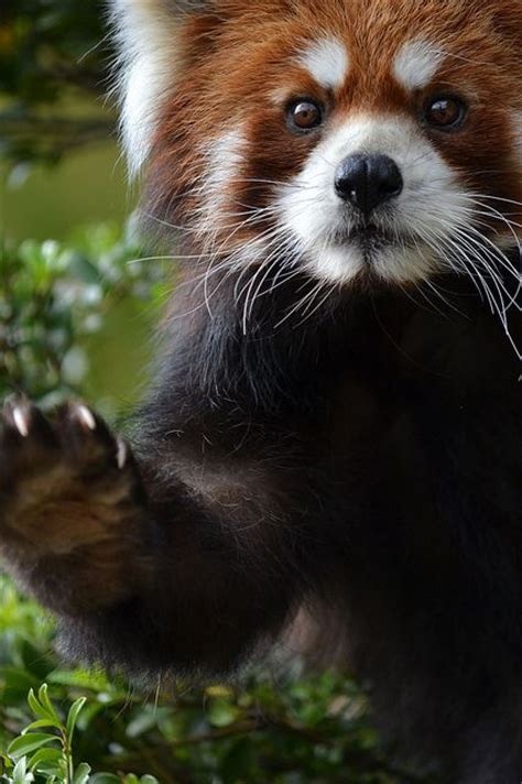 Red Pandas Are Listed As Vulnerable On The Iucn Red List Of Threatened
