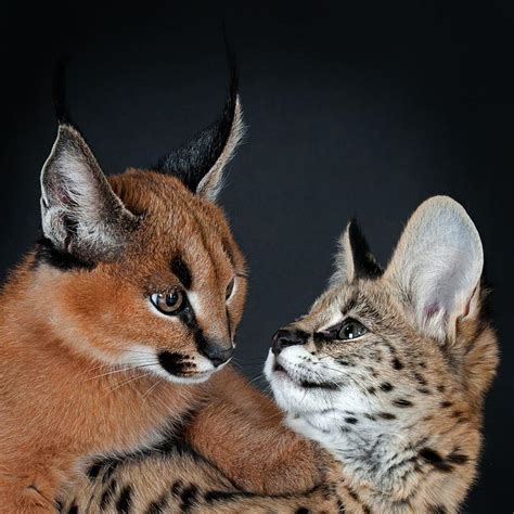 Browse our list of energetic, quality savannahs and take home your kitten today. Atlanta : Serval Kittens And Caracal Kittens And Savannah ...