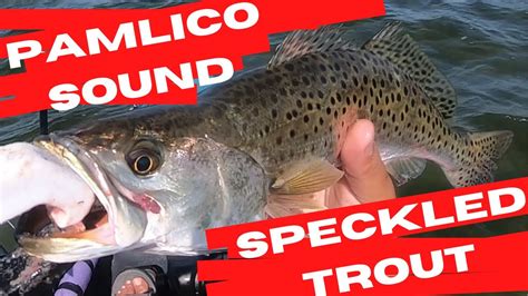 Targeting Speckled Trout In Obx Pamlico Sound Trout Fishing Youtube