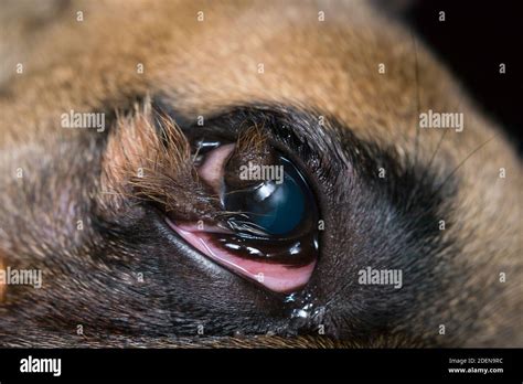 Close Up Photo Of A French Bulldog Eye With Corneal Dermoid Stock Photo