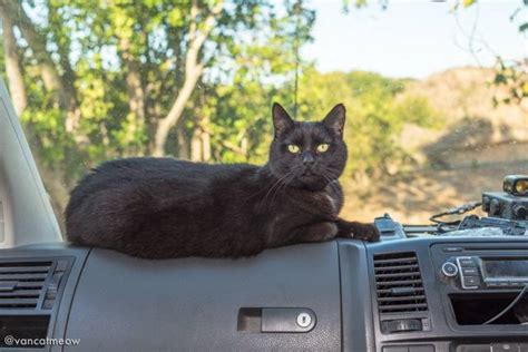 Top Tips For Road Tripping With Your Cat Van Cat Meow
