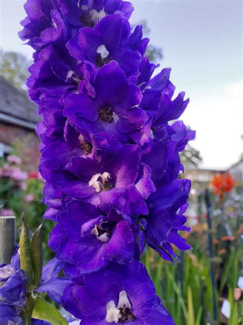 Delphinium X Cultorum ‘jupiter F1 Purple Proctors Nursery