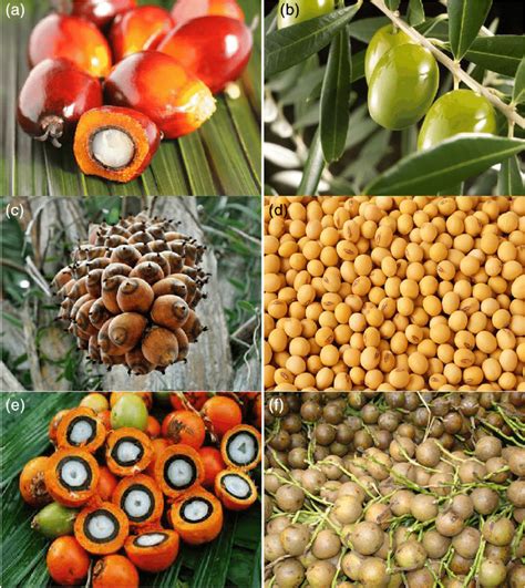 Oilseed Fruits For The Biofuels Production A Palm Fruits 31 B Olive