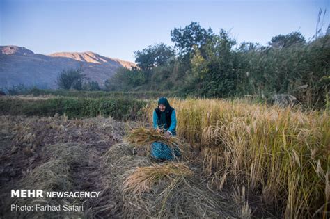 Mehr News Agency Traditional Rice Harvesting In Alamut