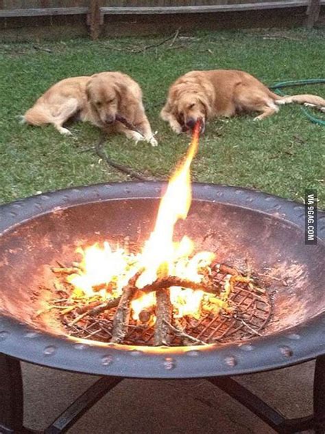 Fire Breathing Dog 9gag