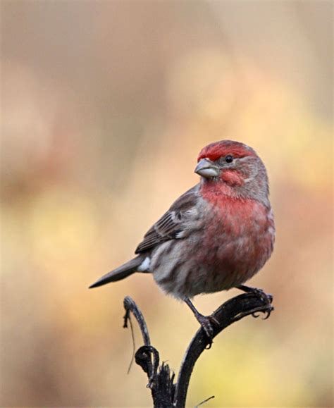 Birdfellow Birding Services Social Networking And Habitat Conservation
